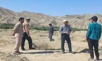 بازدید از باغات تازه‌کاشته‌شده زیتون در روستای دشتک سفلی